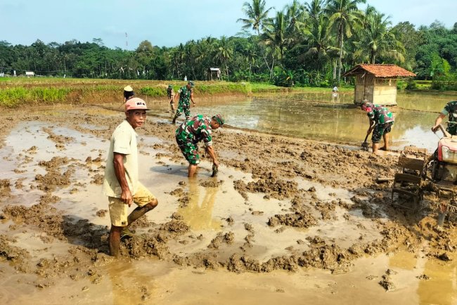 Babinsa Punggelan Turun ke Sawah Bantu Petani Percepat Masa Tanam