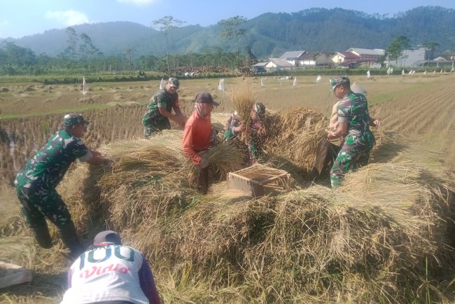 Danramil 06 Kalibening Hadiri Acara Panen Raya Padi di Desa Sikumpul