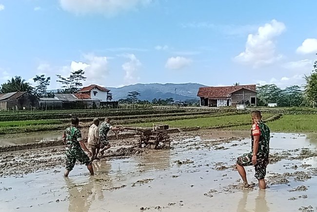 Babinsa Koramil 13  Banjarmangu Membantu Petani Mengolah Lahan Sawah