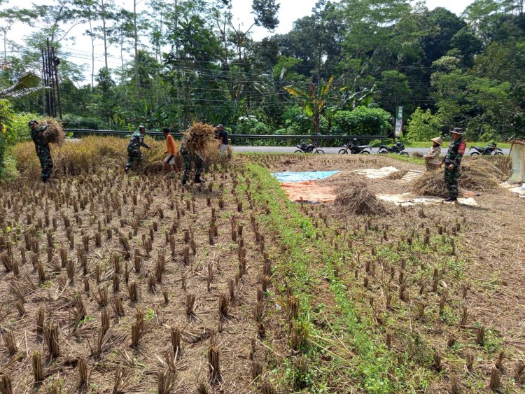 Dukung Program Hanpangan Danramil dan Babinsa turun Langsung membantu warga Panen Padi
