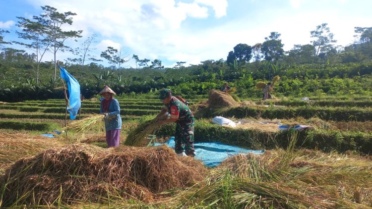 Guyub dan Kompak Babinsa Koramil 04 Karangkobar Bantu Petani  Panen Padi di Desa Binaan
