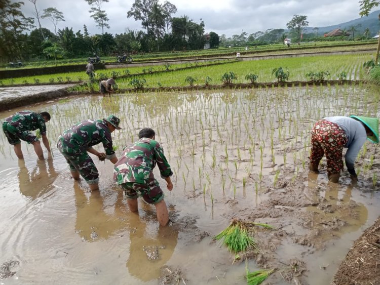 Babinsa bersama petani menanam bibit padi