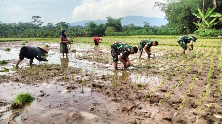 Babinsa dan Petani Bergandeng Tangan di Sawah Wujudkan Swasembada Pangan dari Kedawung