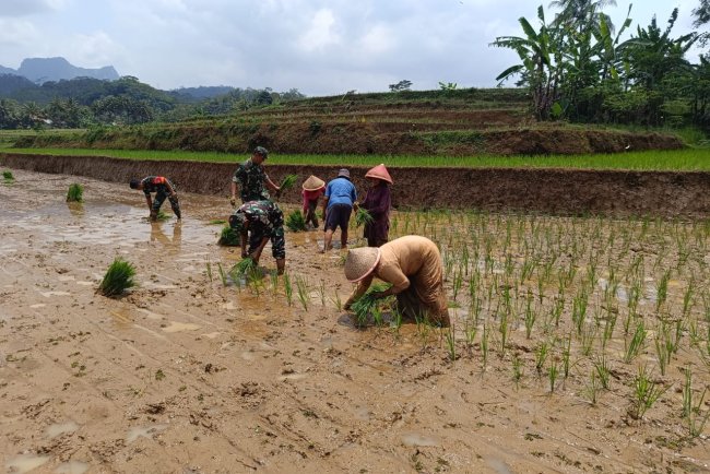 Semangat Tanam Padi Bersama TNI Koramil Wanayasa Hadir di Tengah Petani