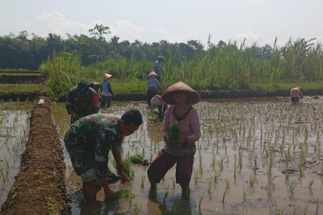 Menyatu dengan Sawah Koramil 02 Klampok Dukung Ketahanan Pangan Lewat Tanam Padi Bersama Petani