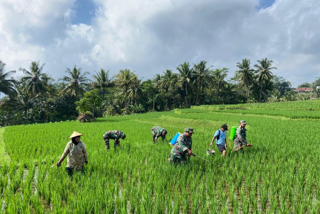 Dukung Ketahanan Pangan Anggota Koramil 01 Banjarnegara Dampingi Petani Semprotkan Pestisida