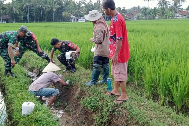 Babinsa pendampingan bersama PPL dan kelompok tani di desa  binaan