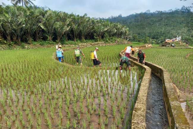 Babinsa Koramil 04 Karangkobar Bantu Petani Perawatan Tanaman dan PenyemprotanHama Padi