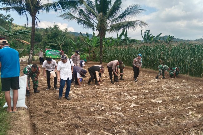 Sinergi TNI-Polri Dinas Pertanian dan Petani Tanam Jagung Bersama Demi Ketahanan Pangan