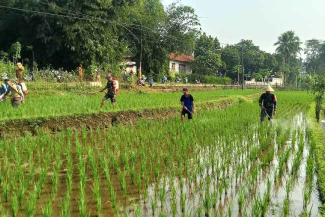 Babinsa dan BPP Bersinergi Bantu Petani Atasi Hama Wereng di Susukan