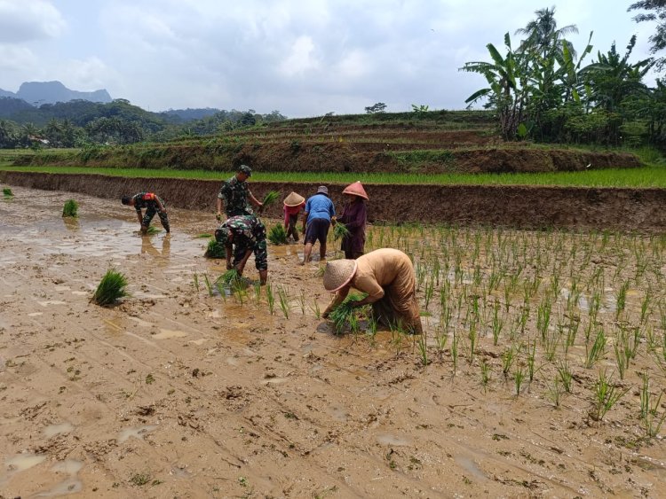 Semangat Tanam Padi Bersama TNI Koramil Wanayasa Hadir di Tengah Petani