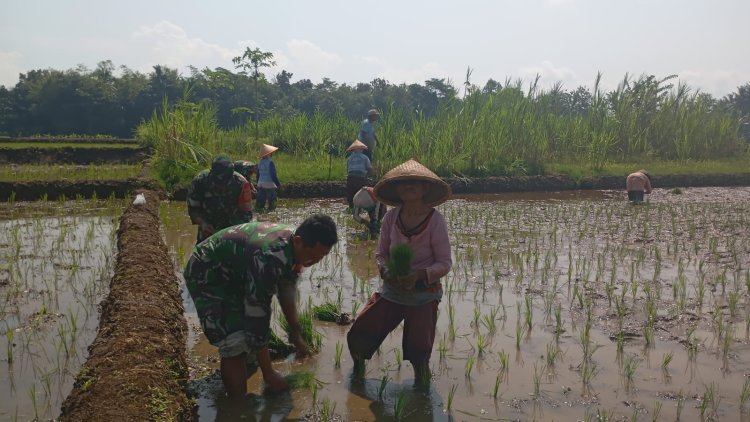 Menyatu dengan Sawah Koramil 02 Klampok Dukung Ketahanan Pangan Lewat Tanam Padi Bersama Petani