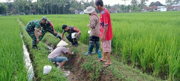Babinsa pendampingan bersama PPL dan kelompok tani di desa  binaan