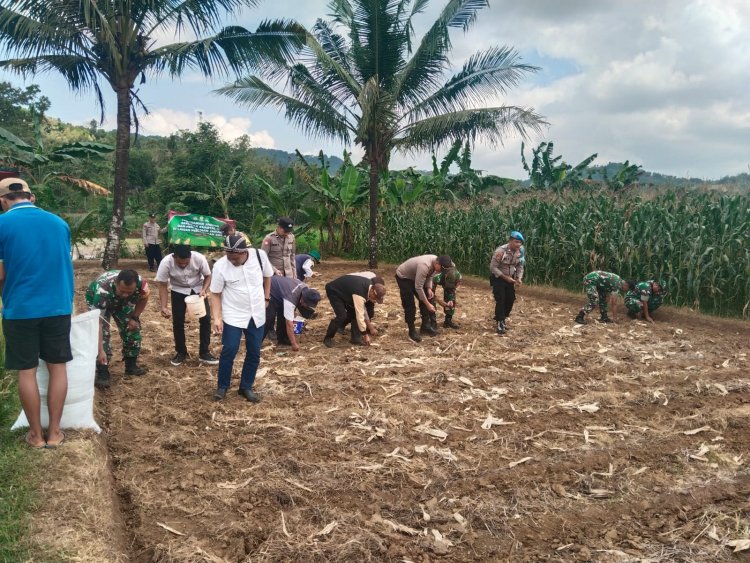 Sinergi TNI-Polri Dinas Pertanian dan Petani Tanam Jagung Bersama Demi Ketahanan Pangan