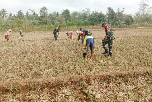 Serda Sektiaji dan Poktan Sri Rejeki Lakukan Pemupukan Jagung