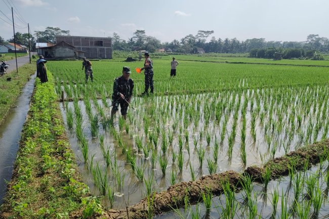 Kemanunggalan TNI dan Petani, Koramil 15 Rakit Turun Langsung Bantu Pemupukan Padi