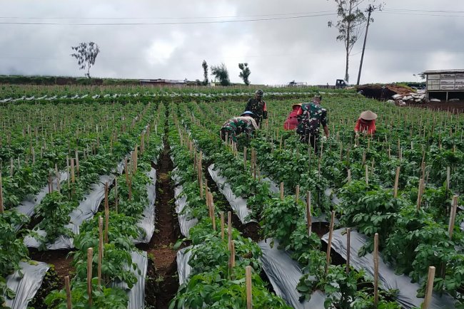 Maksimalkan Hasil Panen Babinsa Bantu Petani Lakukan Penyiangan Kentang