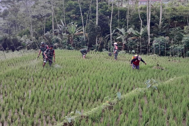 Turun Langsung Ke Sawah Babinsa Koramil 04/Karangkobar Bantu Petani Melaksanakan Penyemprotan Padi