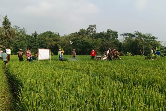 Koramil 09 Susukan Bersinergi Dengan BPP Membantu Petani Dalam Pengendalian Hama Wereng