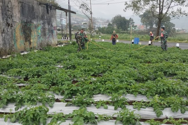 Cegah Hama Dan Jamur Koramil  05 Batur Bantu Penyemprotan Tanaman Kentang