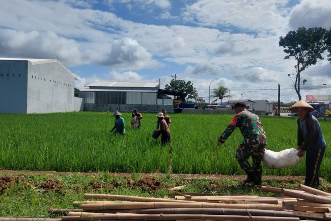 Babinsa Koramil 07 Mandiraja Bantu Pemupukan Padi Bersama Warga Binaannya
