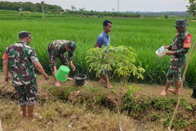 TNI dan Petani Bersatu Koramil 15 Rakit Gelar Pemupukan Padi Bersama Warga