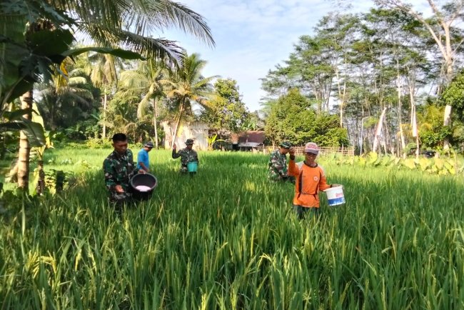 Danramil Dan Babinsa Bantu Petani Pupuk Padi Guna Meningkatkan Hasil Panen Padi Agar Lebih Baik