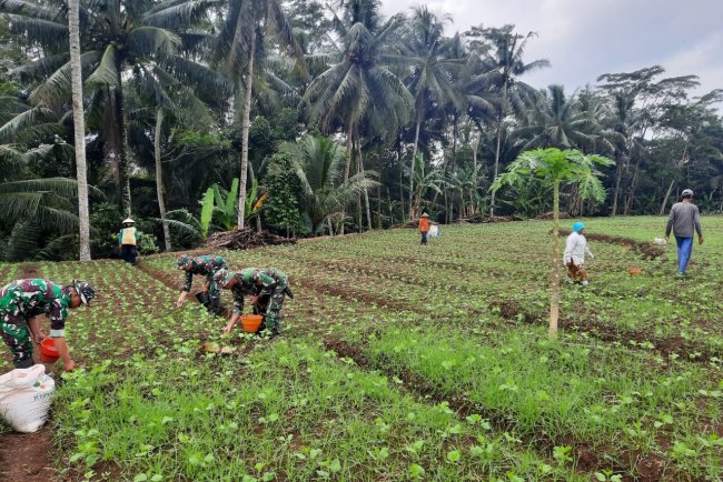 Koramil 03 Wanadadi Bersama Kelompok Tani Desa Karangkemiri Laksanakan Pemupukan Tanaman Edamame