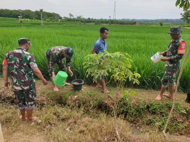 TNI dan Petani Bersatu Koramil 15 Rakit Gelar Pemupukan Padi Bersama Warga