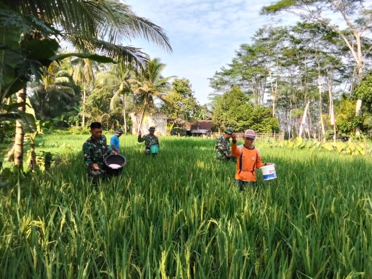 Danramil Dan Babinsa Bantu Petani Pupuk Padi Guna Meningkatkan Hasil Panen Padi Agar Lebih Baik