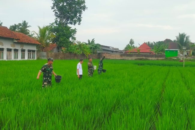 Babinsa Koramil 15 Rakit Bersama Petani Lengkong Gelar Pemupukan Padi