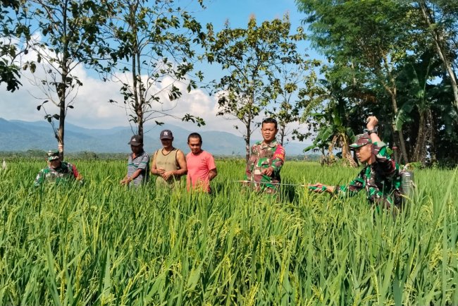 Babinsa Koramil 02 Klampok Mendampingi Petani Melaksanakan Penyemprotan Tanaman Padi