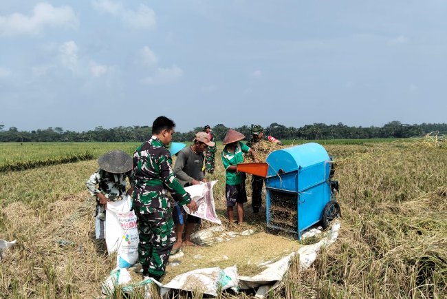 Sukseskan Ketahanan Pangan, Babinsa Koramil 07 Mandiraja Bantu Petani Panen Padi