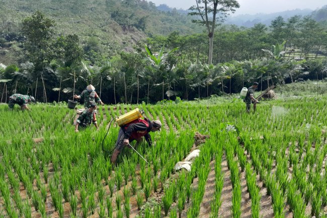 Babinsa Koramil 04 Karangkobar Bantu Petani Melaksanakan Penyemprotan Dan Pemupukan Tanaman Padi