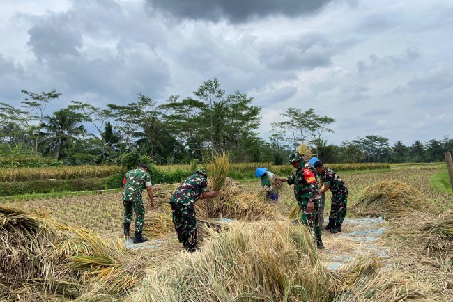 Peran Babinsa Koramil 01 Banjarnegara Dalam Membantu Panen Padi