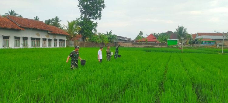 Babinsa Koramil 15 Rakit Bersama Petani Lengkong Gelar Pemupukan Padi