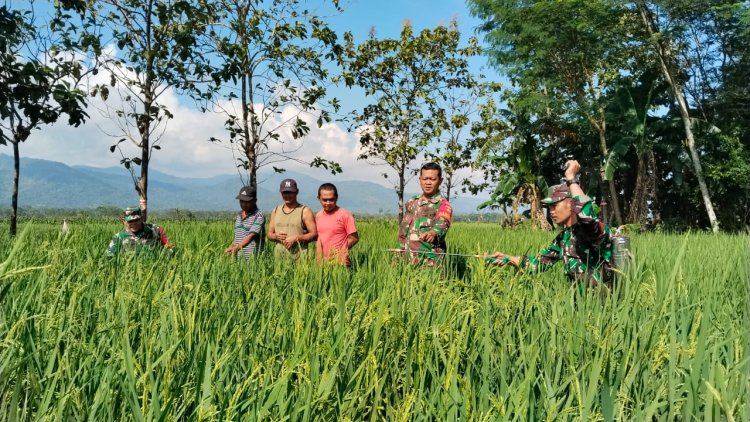 Babinsa Koramil 02 Klampok Mendampingi Petani Melaksanakan Penyemprotan Tanaman Padi