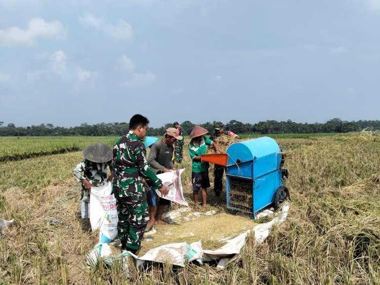 Sukseskan Ketahanan Pangan, Babinsa Koramil 07 Mandiraja Bantu Petani Panen Padi