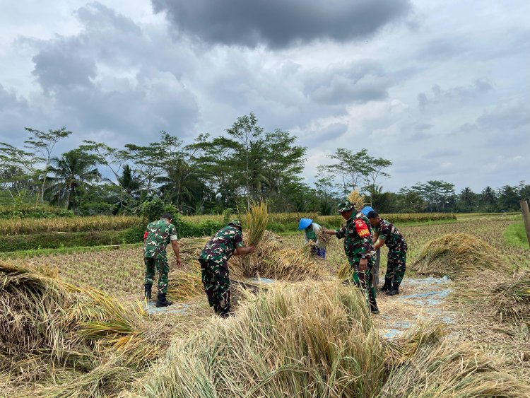 Peran Babinsa Koramil 01 Banjarnegara Dalam Membantu Panen Padi