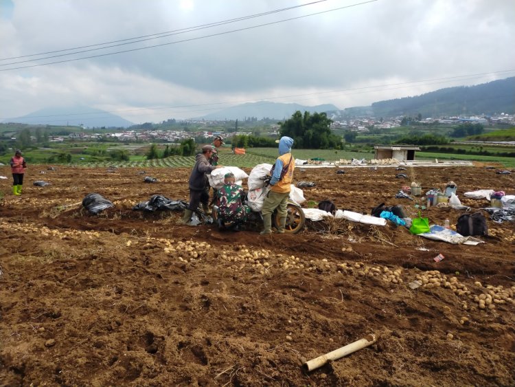Penuh Semangat Koramil 05 Batur Bantu Panen Kentang