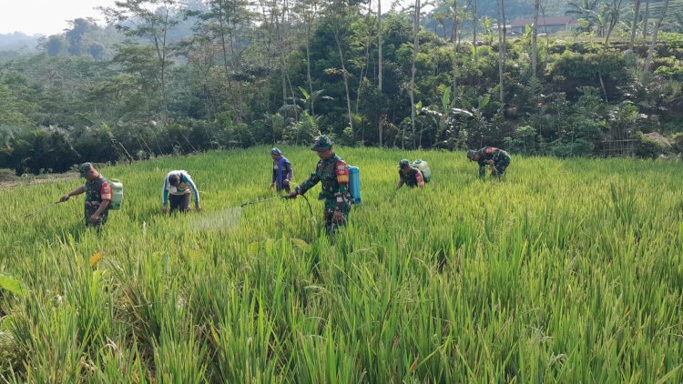Kegiatan Babinsa Bantu Petani Semprot Tanaman Padi Antisipasi Hama