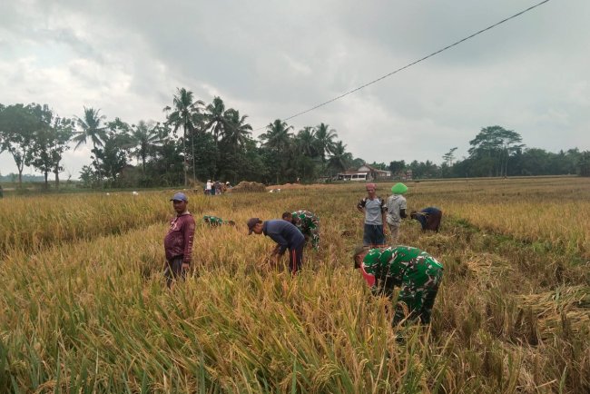 Sukseskan Ketahanan Pangan Babinsa Koramil 07 Mandiraja Bantu Petani Panen Padi