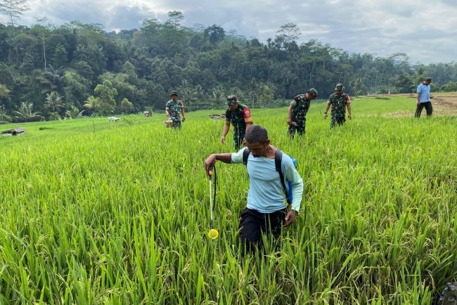 Danramil 12 Sigaluh Bersama Babinsa, Petani Dan PPL laksanakan Penyemprotan Hama Padi