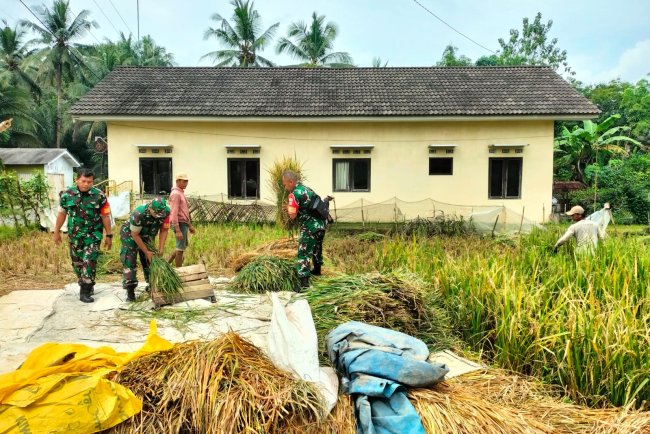 Babinsa Bantu Petani Panen Padi di Wilayah Binaan