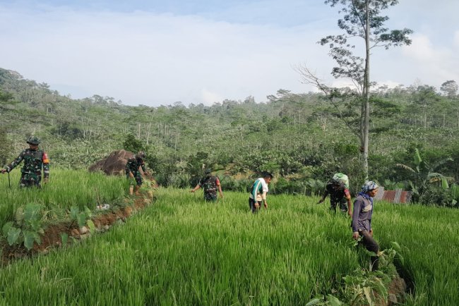 Wujudkan Ketahanan Pangan Babinsa Koramil 04 Karangkobar Bantu Petani Semprot Tanaman Padi