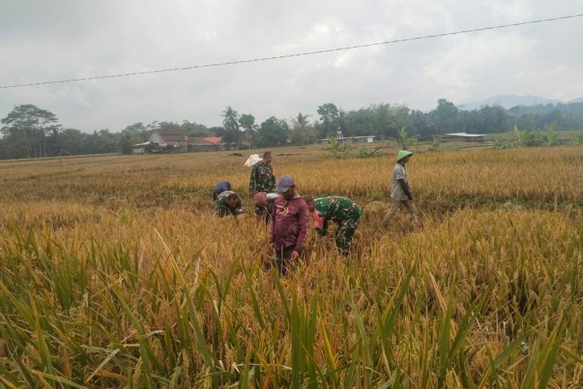 Sukseskan Ketahanan Pangan Babinsa Koramil 07 Mandiraja Bantu Petani Panen Padi