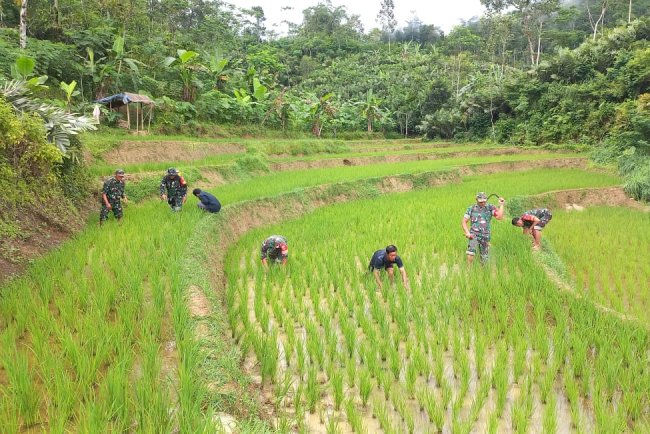 Sinegeritas TNI Dengan Petani Dalam Meningkatkan Ketahanan Pangan