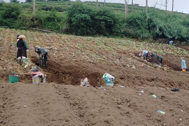 Wujud Nyata Sukseskan Ketahan Pangan Koramil 05 Batur Bantu Petani Olah Lahan
