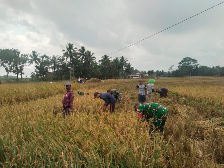 Sukseskan Ketahanan Pangan Babinsa Koramil 07 Mandiraja Bantu Petani Panen Padi