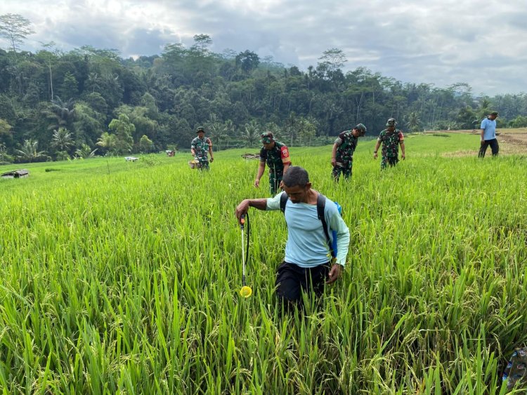 Danramil 12 Sigaluh Bersama Babinsa, Petani Dan PPL laksanakan Penyemprotan Hama Padi